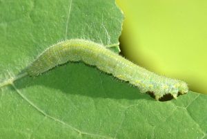 Caterpillar.jpg